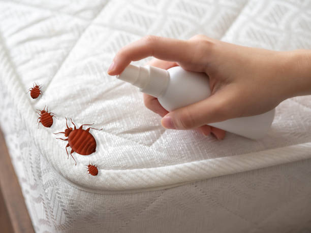 Best Spider Control Near Me  in Lawrenceville, NJ