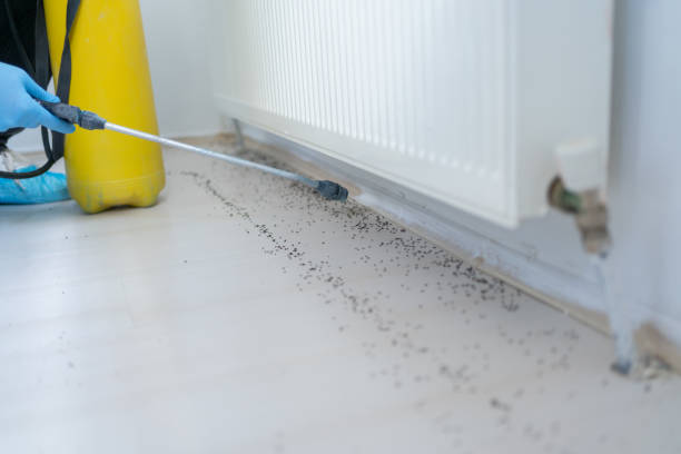Best Wasp Removal Services  in Lawrenceville, NJ