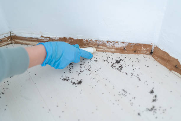 Best Pest Control Near Me  in Lawrenceville, NJ